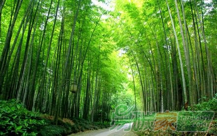 林業(yè)碳匯項(xiàng)目的儲備與開發(fā)“為何前期有點(diǎn)慢”的原因有哪些？