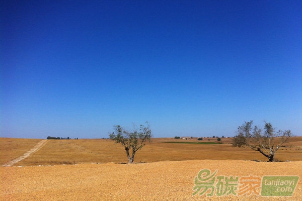 “螞蟻森林”走上G20專(zhuān)題會(huì)議